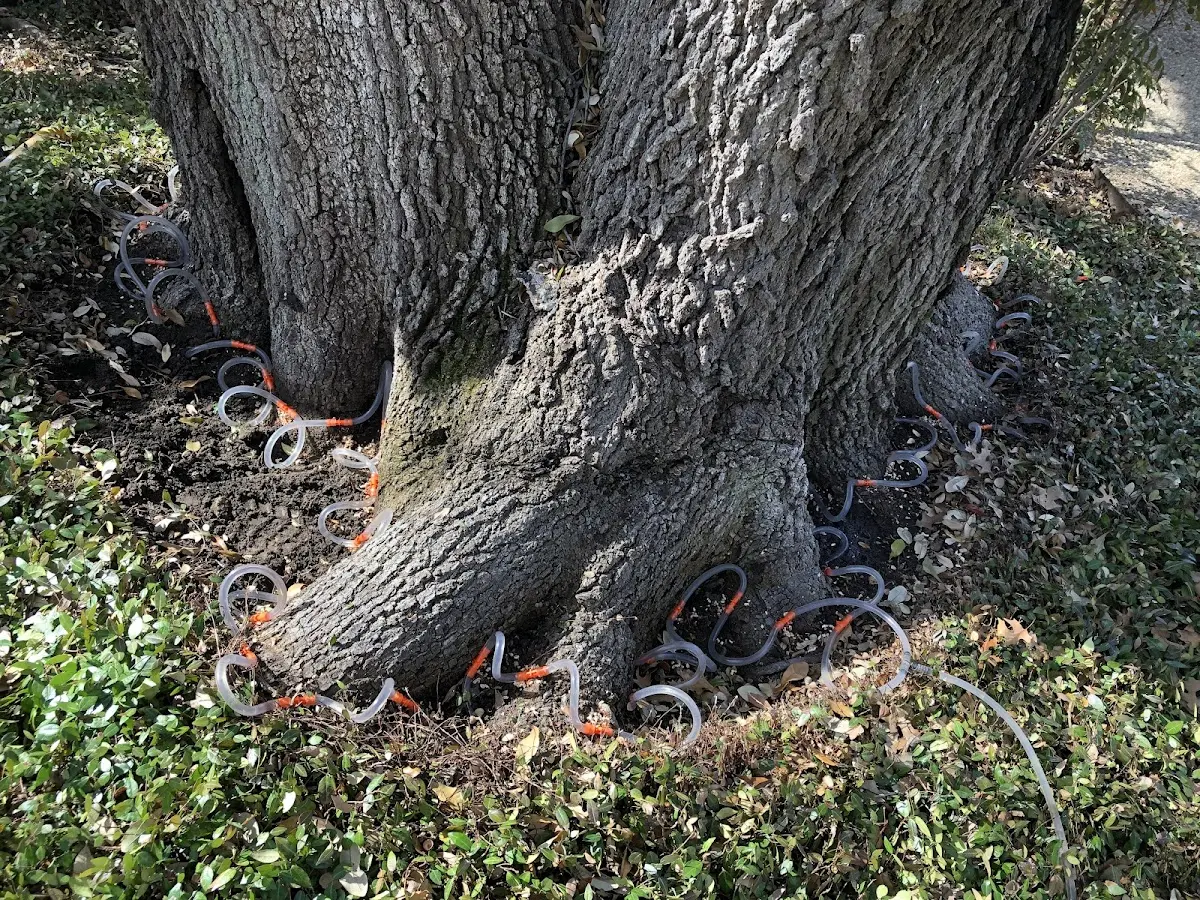 Detailed Tree Cabling and Bracing job site in Hopwood