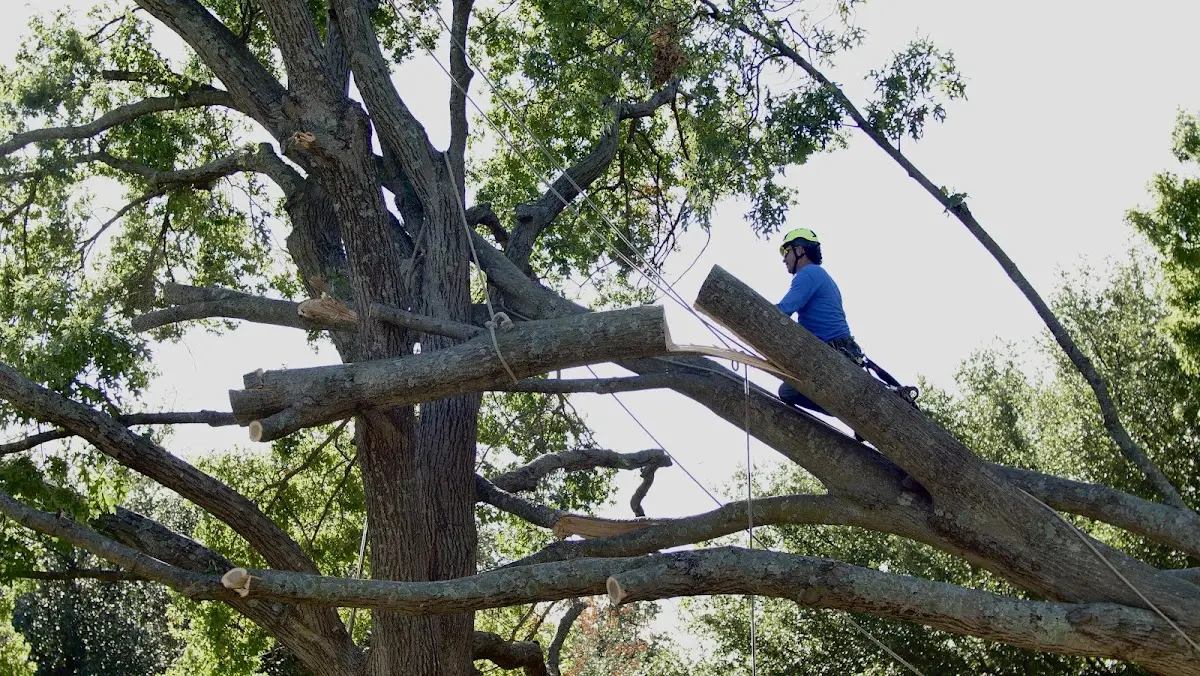 Professional Hazardous Tree Removal performed by certified arborists in Hopwood