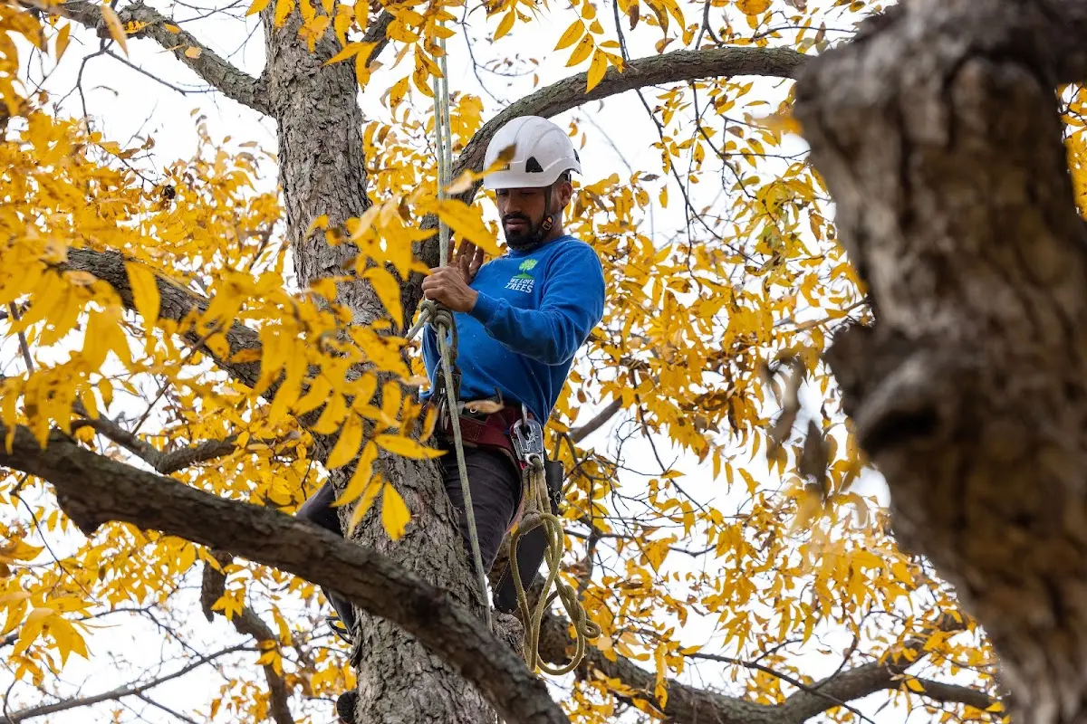 Skilled Tree Pruning crew working in Hopwood